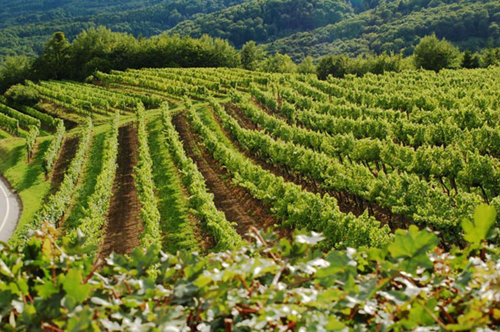 Landhaus Wachau Aggsbach 외부 사진