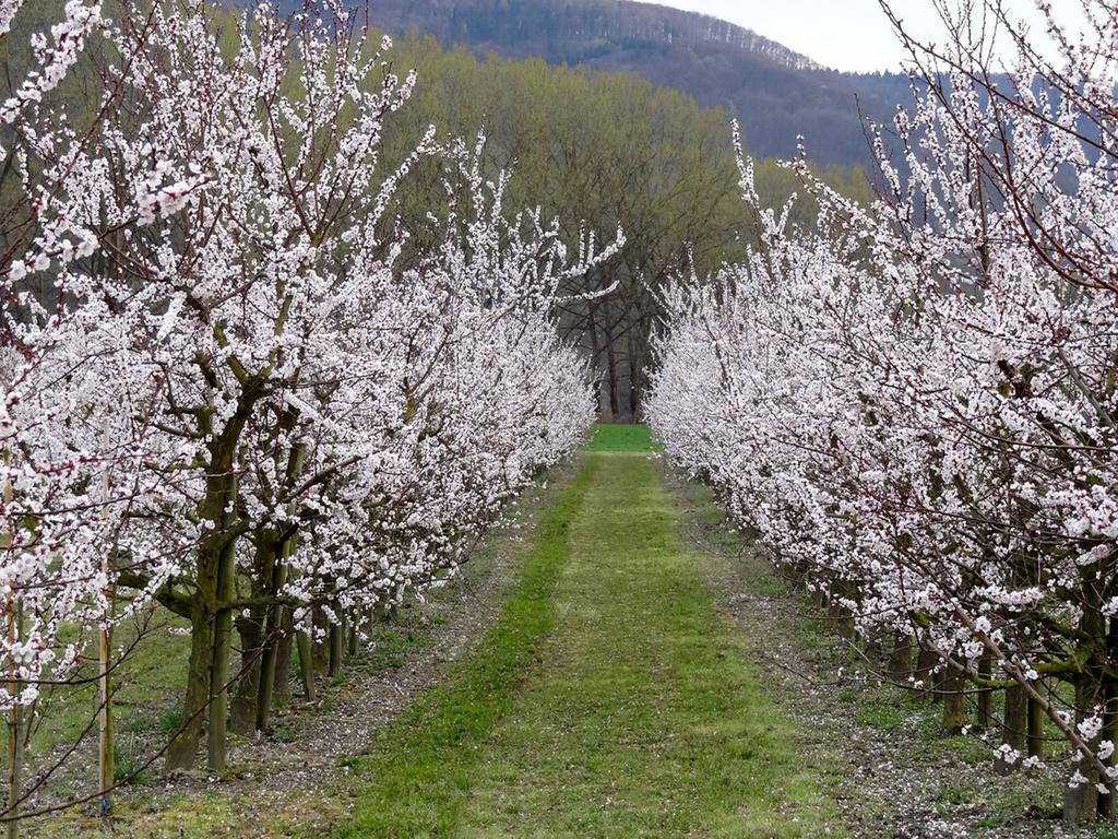 Landhaus Wachau Aggsbach 외부 사진
